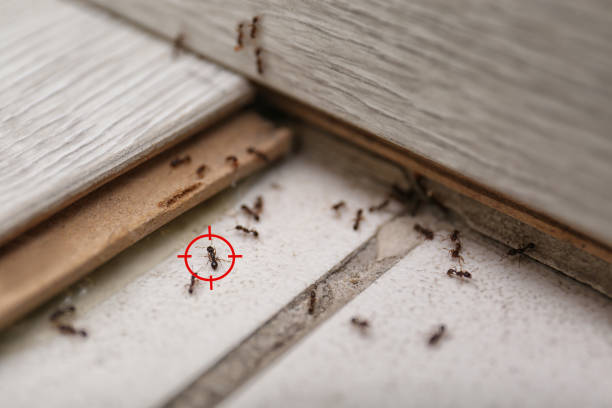 Trusted Tinley Park, IL Pest Control Experts