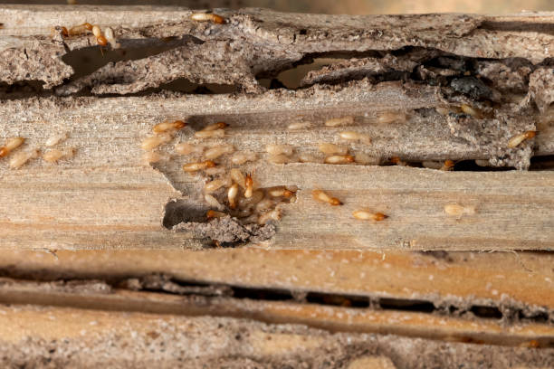 Best Termite Control Services  in Tinley Park, IL